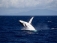 whale watching from the Penthouse Balcony.