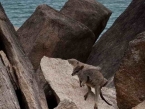 Maggie's Wildlife