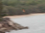Sea Eagles over the Penthouse
